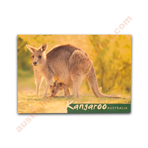 Postkarte - Kangaroo Australia